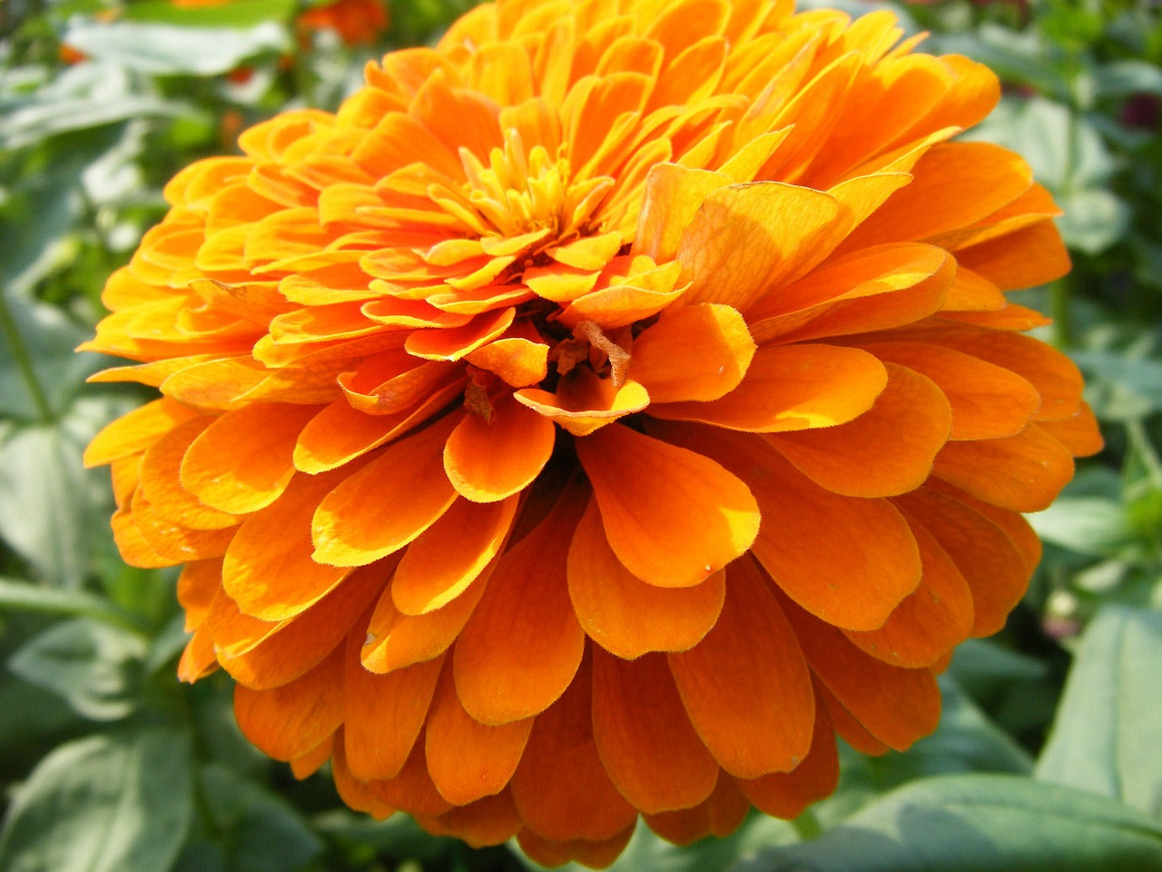 La flor de Cempasúchil