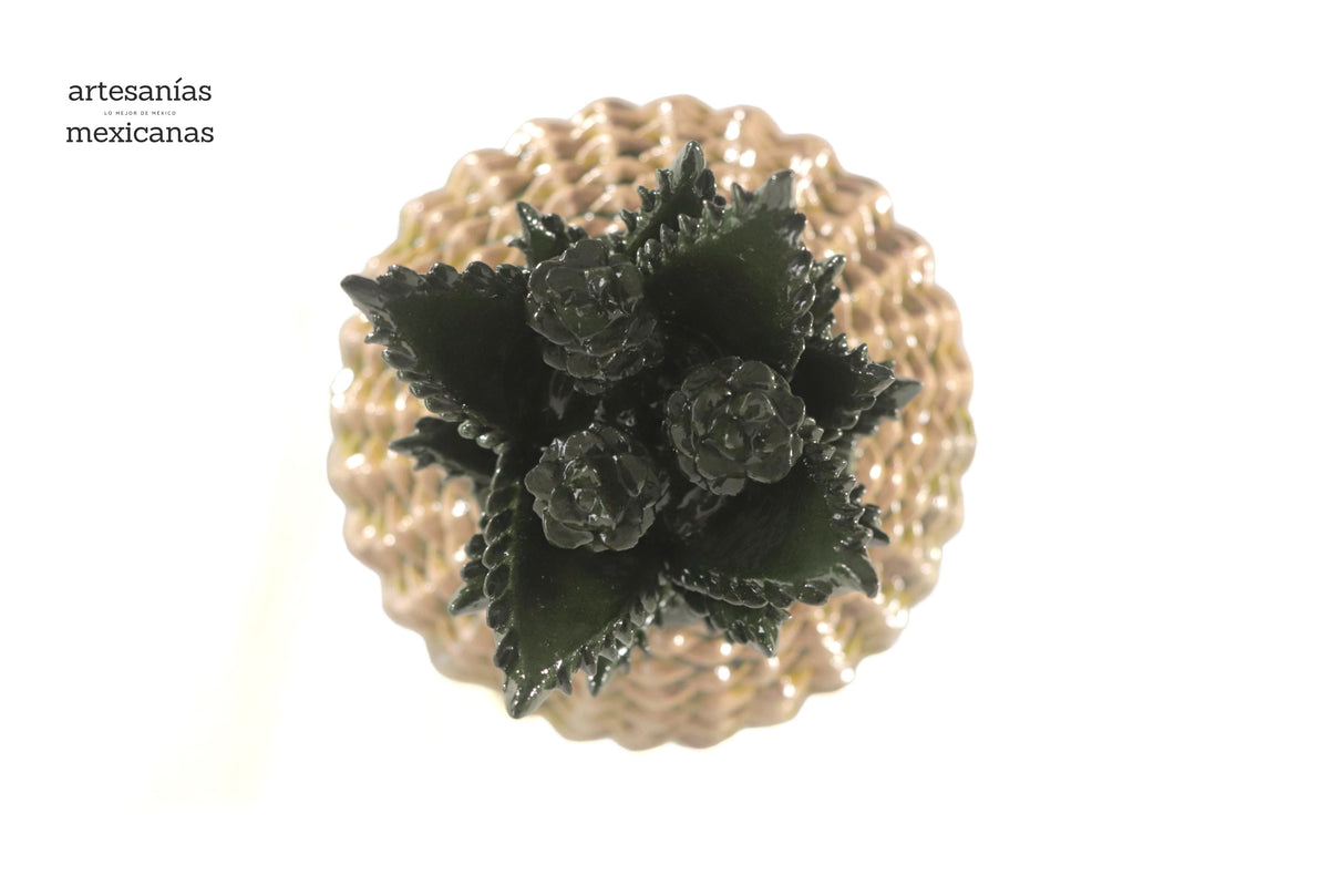 Piña de Agave Jimado - 50 cm. 20 in.